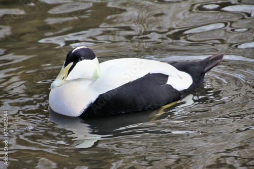 A view of an Eider Duck on the water