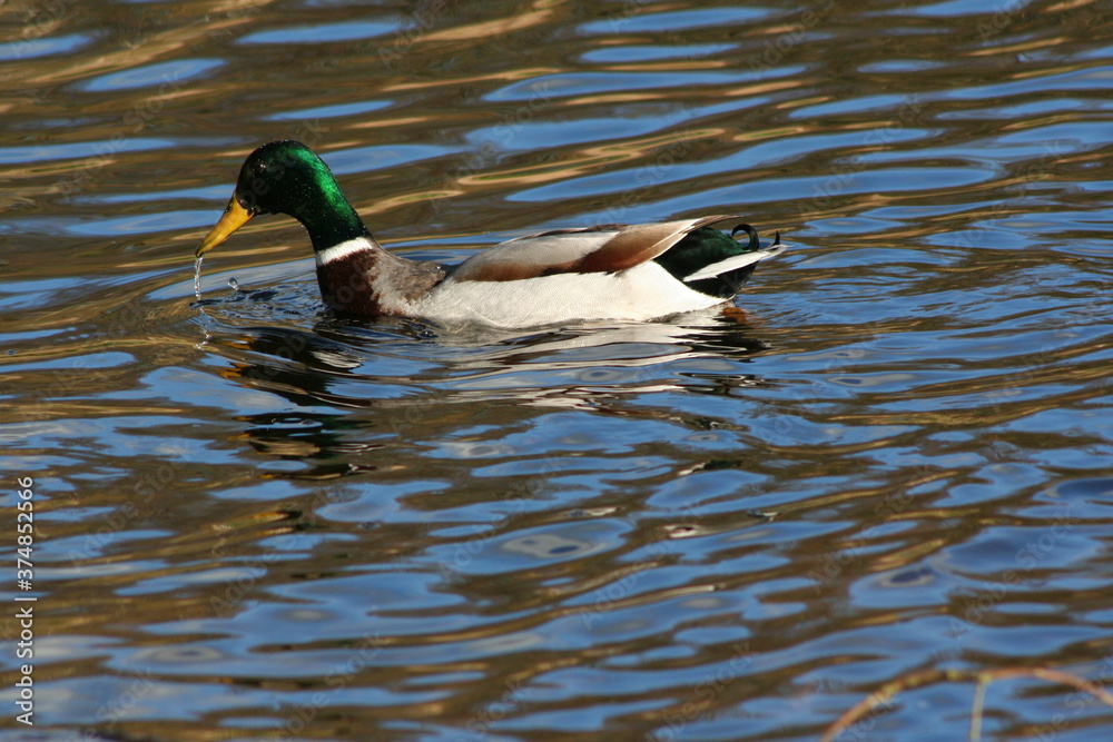 Obraz premium A Duck in the water
