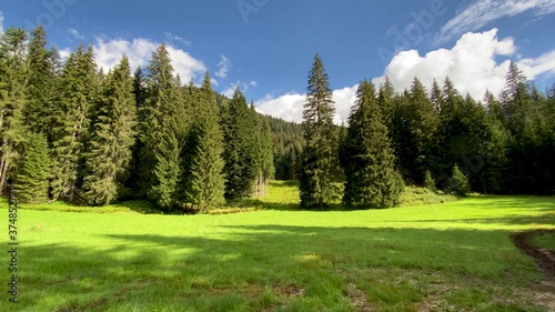 Beautiful forest in the Dolomite Mountains, summer season