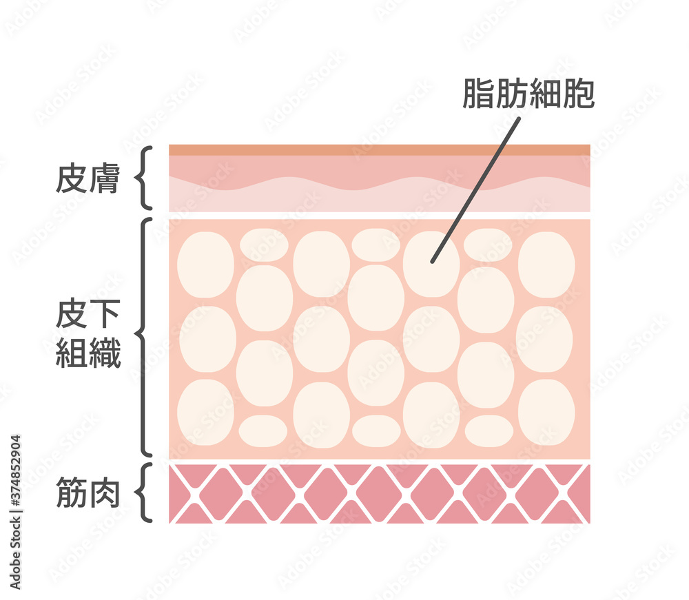 脂肪細胞 皮膚断面図イラスト 美容 ダイエット Stock Vector Adobe Stock