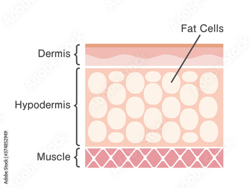 sectional view of fat cells vector illustration