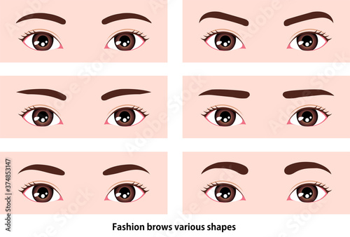 Female eyebrows various shapes vector illustration / Asian, Japanese,Korean