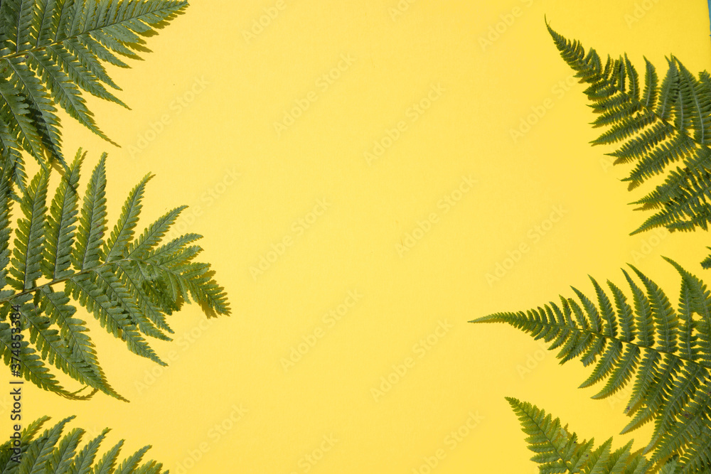 Fern leaves on a yellow background.Horizontal placement. Place for copy space