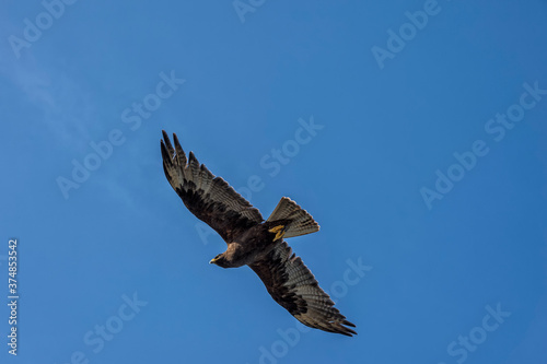 Galapagos Hawk  Buteo galapagoensis  in flight  Hispanola Island  Galapagos  Ecuador