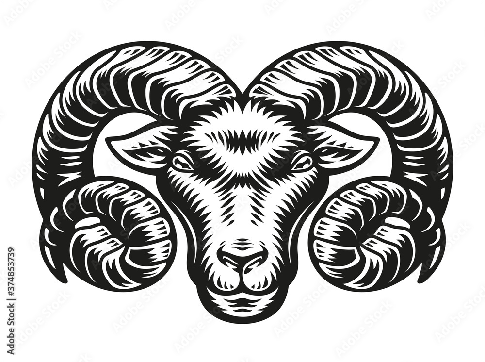 Fototapeta premium Aries zodiac sign vector illustration isolated on white background.