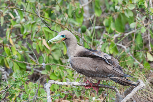 Wallpaper Mural Red footed Booby (Sula sula) in red mangrove, Genovesa Island, Galapagos, Ecuador Torontodigital.ca