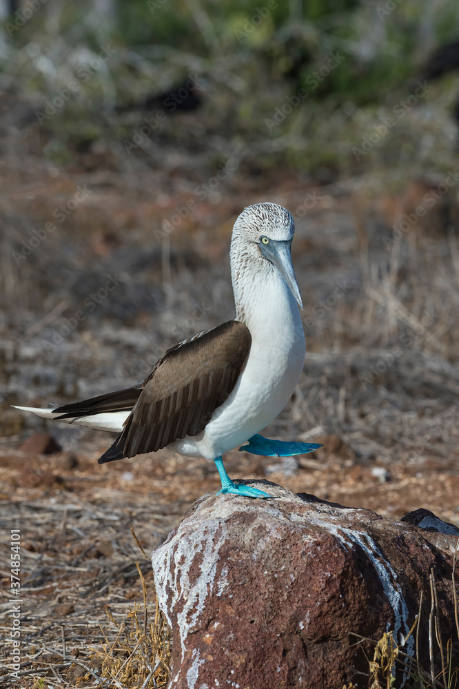 Obraz premium Galapagos Blue-footed Booby (Sula nebouxii excisa), North Seymour Island, Galapagos, Ecuador, Unesco World Heritage Site