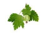 Gooseberry isolated. Branch with green berry isolated on white background