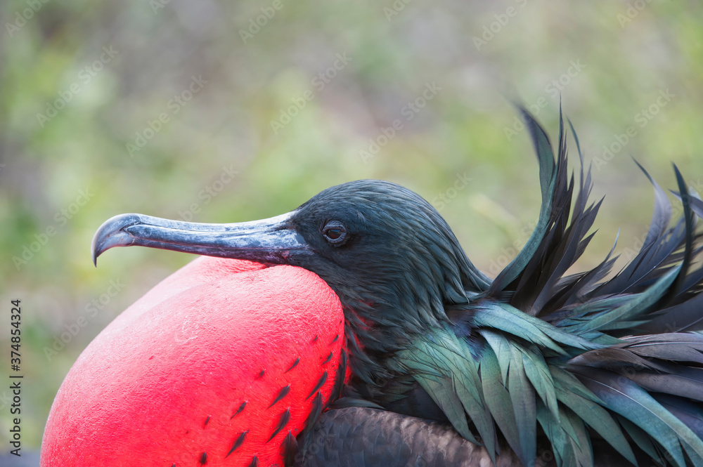 Naklejka premium Great Frigatebird male (Fregata minori), Genovesa Island, Galapagos, Ecuador