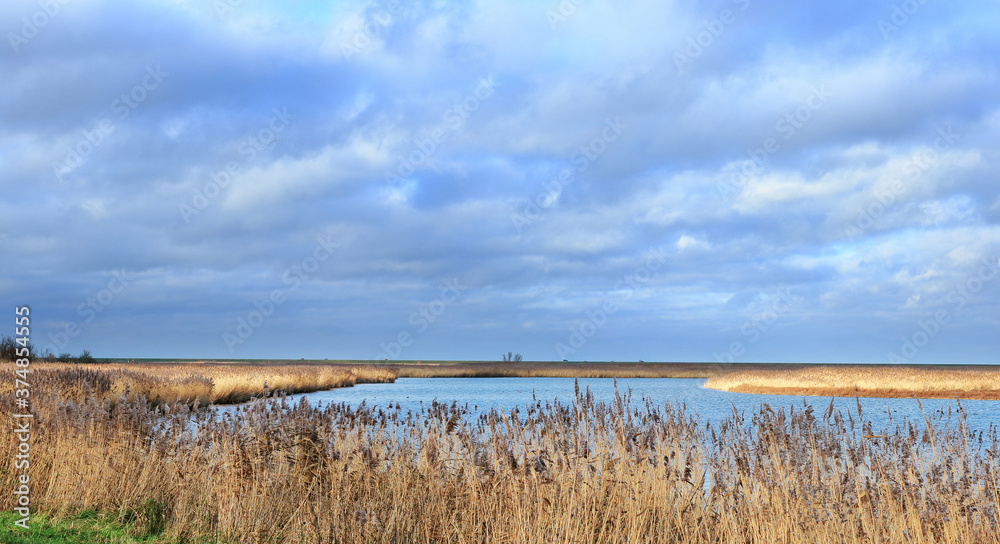 View on Oostvaardersplassen national park, Netherlands, from the South side. Sunlight illuminates parts of the yellow reed beds.