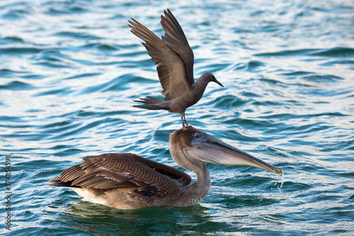 Brown Noddy (Anous stolidus galapagensis) sitting on the head of a Brown Pelican (Pelecanus occidentalis urinator) and trying to steal a fish , Black Turtle Bay, Santa Cruz Island, Galapagos, Ecuador photo