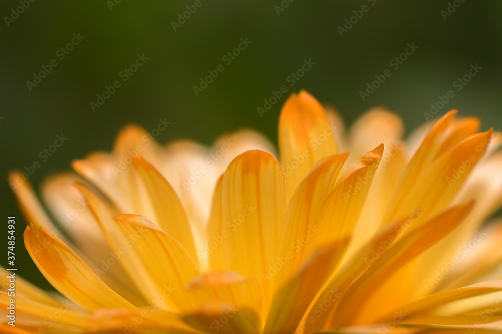 Obraz premium Bright orange flower of common marigold, Calendula officinalis, on a green background