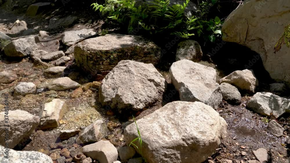 stepping stone pathway in forest summer nature yosemite national park. clear water from o shaughnessy dam to hetch hetchy valley. wild environment rocks in river lake surrounding by green plants. stepping stone pathway in forest summer nature yosemite national park. clear water from o shaughnessy dam to hetch hetchy valley. wild environment rocks in river lake surrounding by green plants.