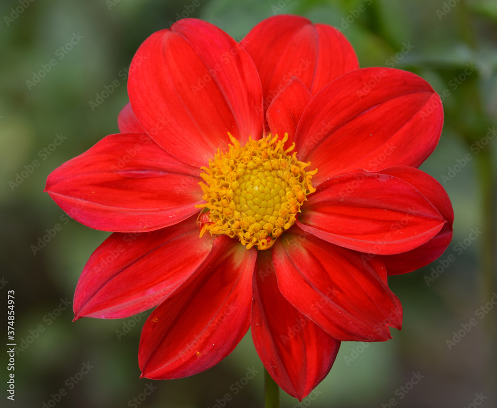 Dahlia Dahlia