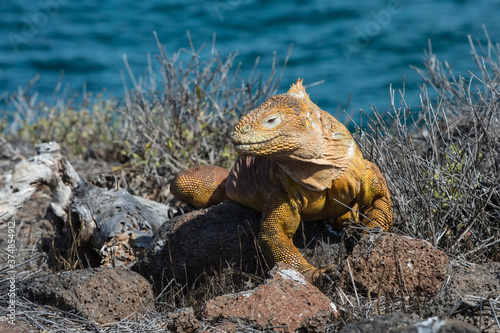 Galapagos Land Iguana (Conolophus subcristatus), North Seymour Island, Galapagos, Ecuador, Unesco World Heritage Site photo