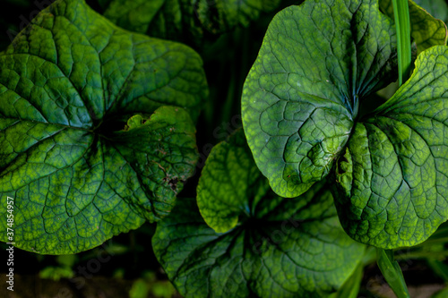 Green tropical plant close-up. Abstract natural floral background Selective f...