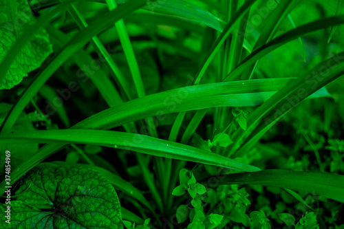 Green tropical plant close-up. Abstract natural floral background Selective f...