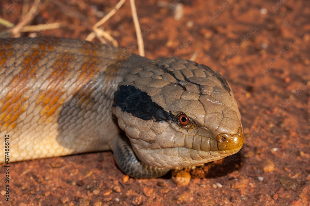 Obraz premium Centralian Blue-tongue Lizard resting on red earth