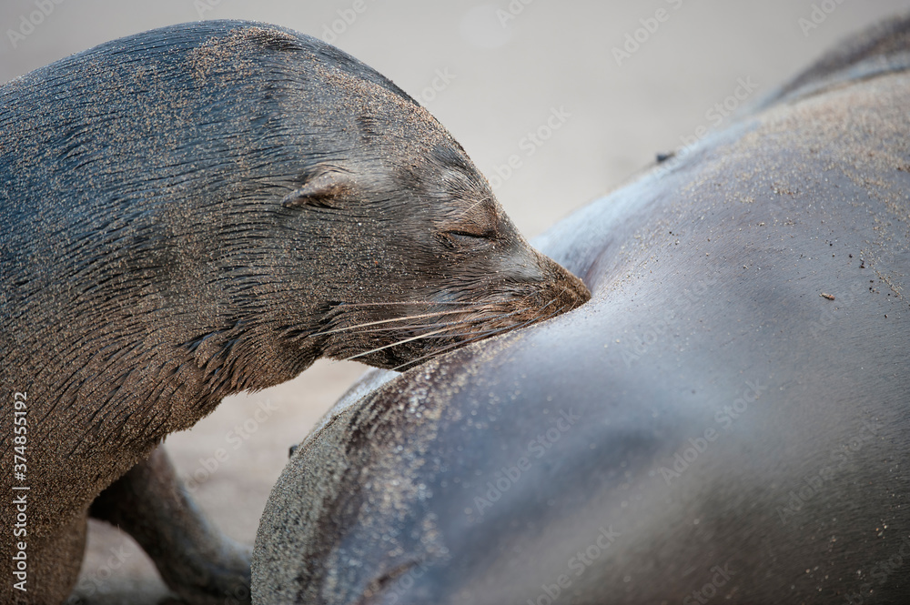 Fototapeta premium Galapagos Sea Lion pup (Zalophus californianus wollebaeki) suckling