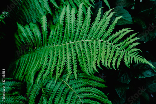 Perfect natural fern pattern. Beautiful background made with young green fern leaves. Color of kale.