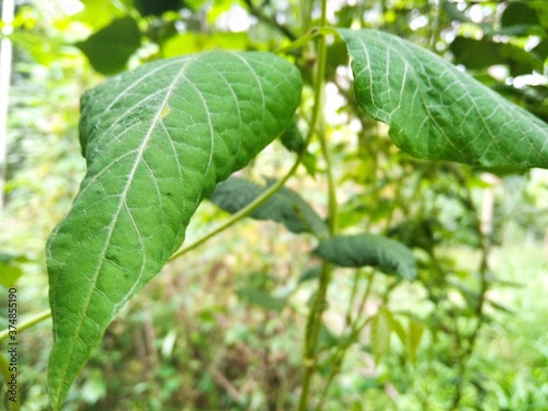 Wallpaper Mural green tomatoes on the vine Torontodigital.ca
