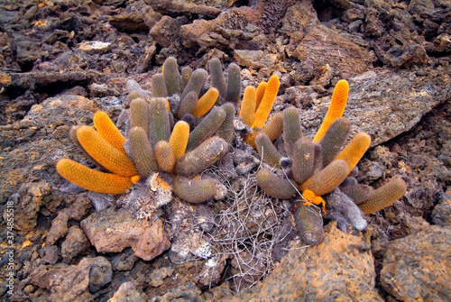 Lava cactus, Punta Moreno, Isabela Island, Galapagos Islands, UNESCO World Heritage Site, Ecuador. photo