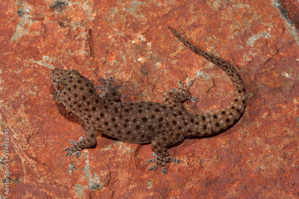 Naklejka premium Northern Spotted Rock Dtella resting on rock