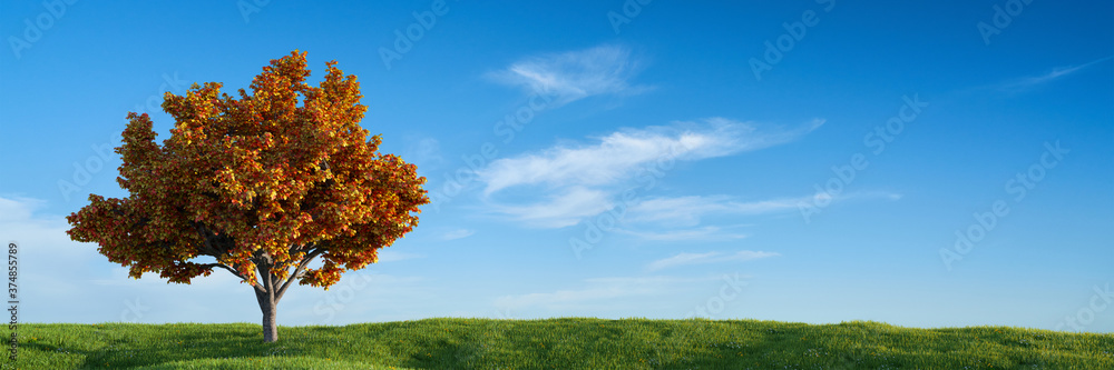 Baum mit bunten Blättern auf Wiese vor Himmel