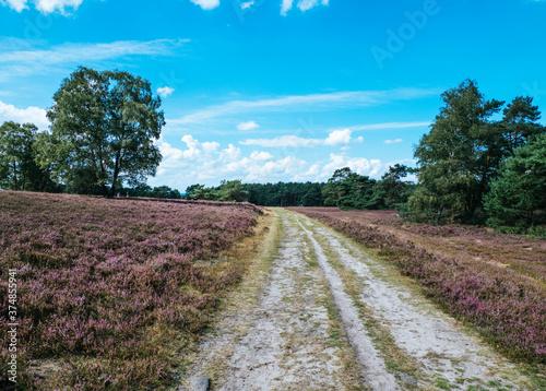 Fischbeker Heide in Hamburg, Germany