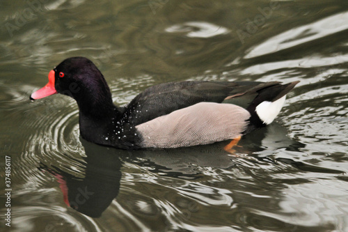 A view of a Rosybill Duck photo