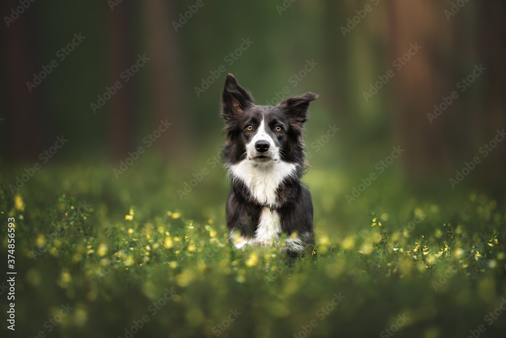 grey and white border collie dog sitting in the forest
