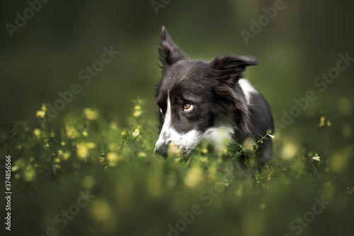 Foto funny border collie dog portrait in grass and flowers, dog looking guilty