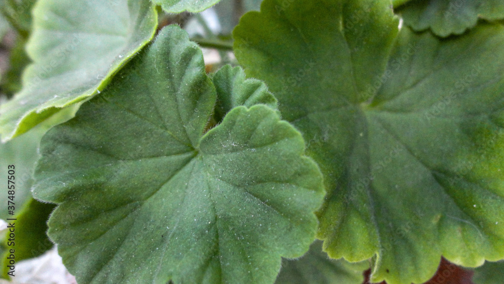 fresh green leaf close-up waiting for autumn at natural background fresh green leaf close-up waiting for autumn at natural background