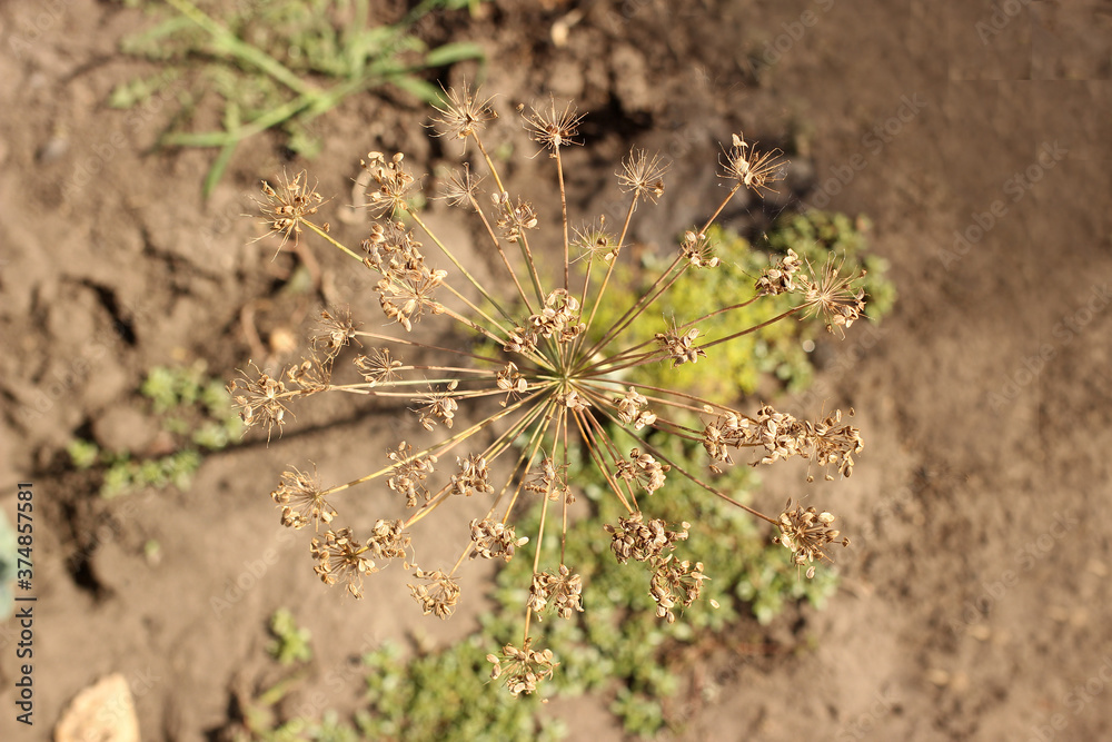 Dry dill umbrella growing in the garden, top view Dry dill umbrella growing in the garden, top view