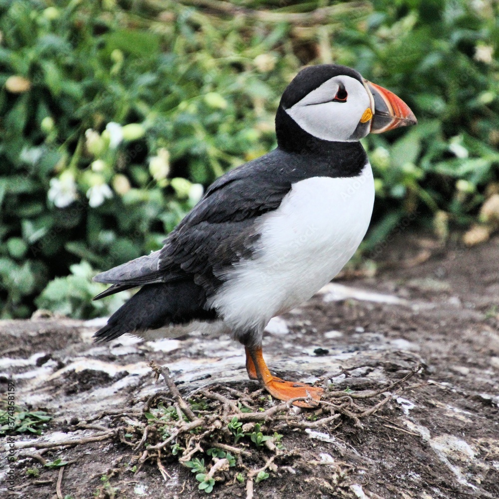 Naklejka premium A view of a Puffin