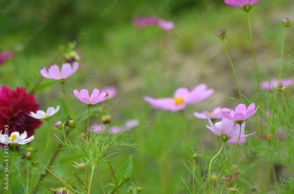 Flowers background summer chamomiles. Spring concept Flowers background summer chamomiles. Spring concept