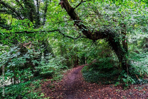 The lush nature park of Milhouse in Alsace, France photo