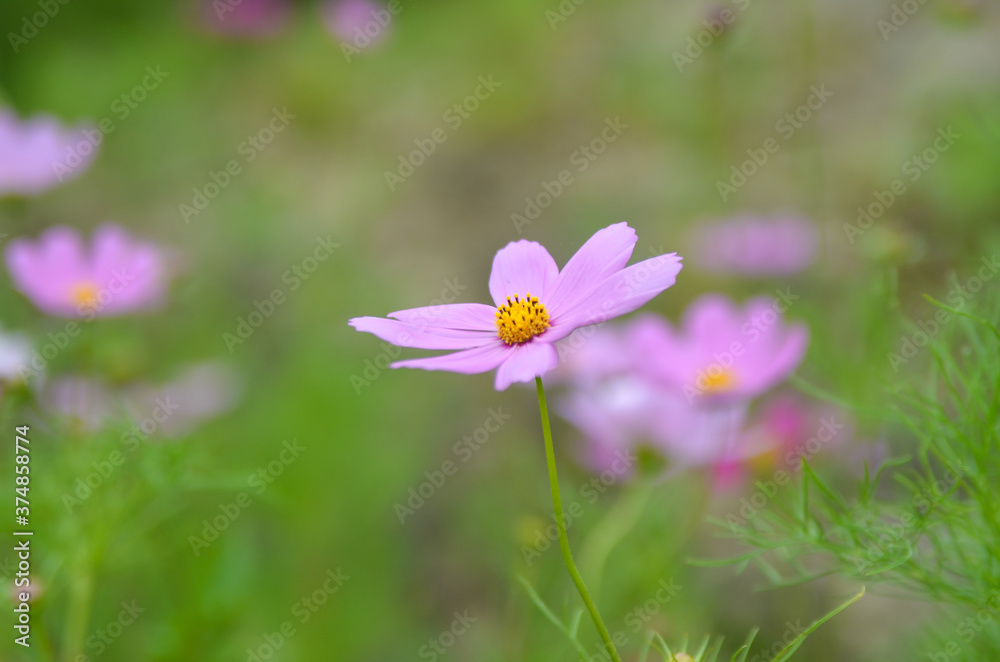 Flowers background summer chamomiles. Spring concept
