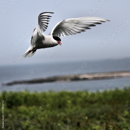 An Arctic Tern in flight