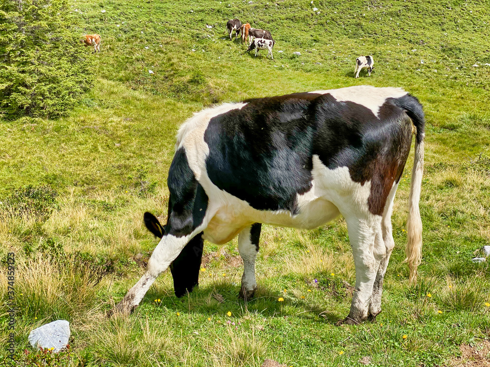 Cow grazing in the alps