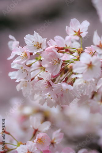 桜の花　春のイメージ © TOMO