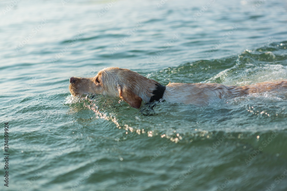 Fototapeta premium Yellow Labrador Swimming