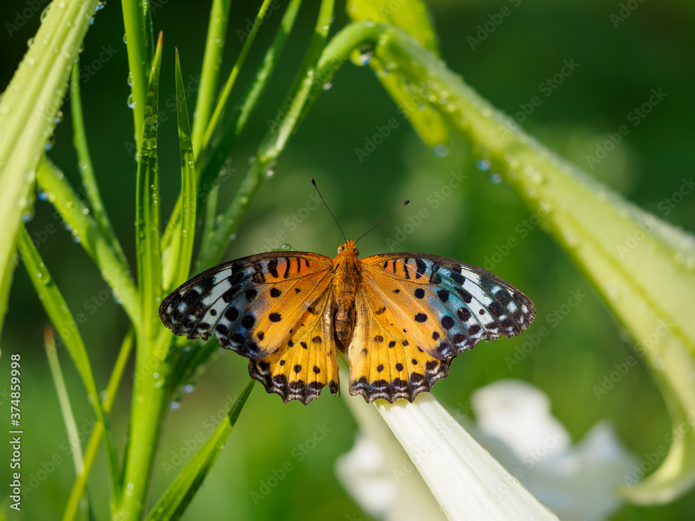 Obraz premium ツマグロヒョウモン