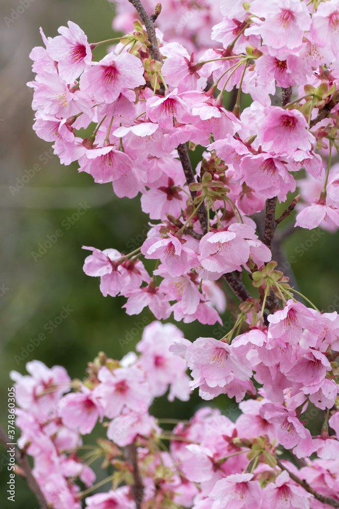 桜の花 春のイメージ 桜の花 春のイメージ