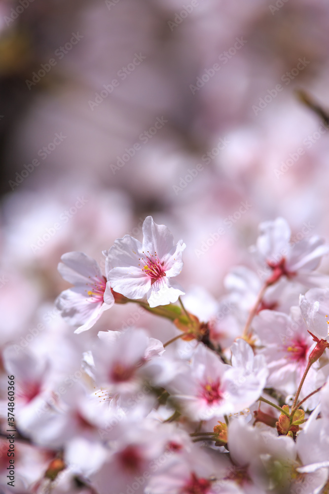 桜の花 春のイメージ 桜の花 春のイメージ