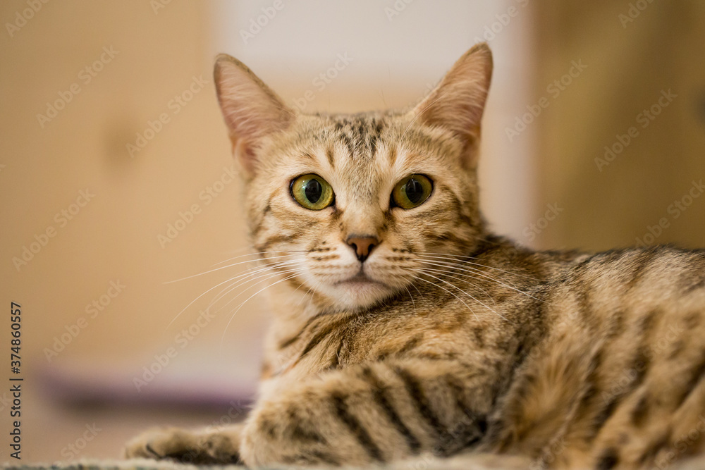 Portrait of brown european shorthair cat