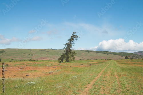 Sunny scenery of a big grassland with a single tree near the road photo