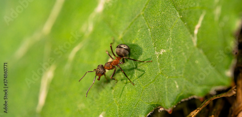 Ameise auf Blatt