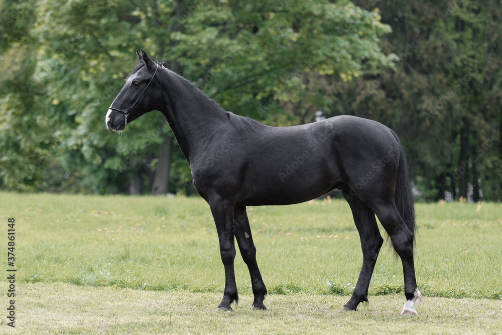 Beautiful black horse stands on natural summer background, profile side view, exterior Beautiful black horse stands on natural summer background, profile side view, exterior