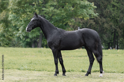 Beautiful black horse stands on natural summer background, profile side view, exterior